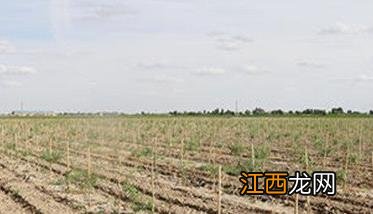 菜用枸杞种植环境要求及病害防治技术要点