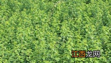 菜用枸杞种植环境要求及病害防治技术要点