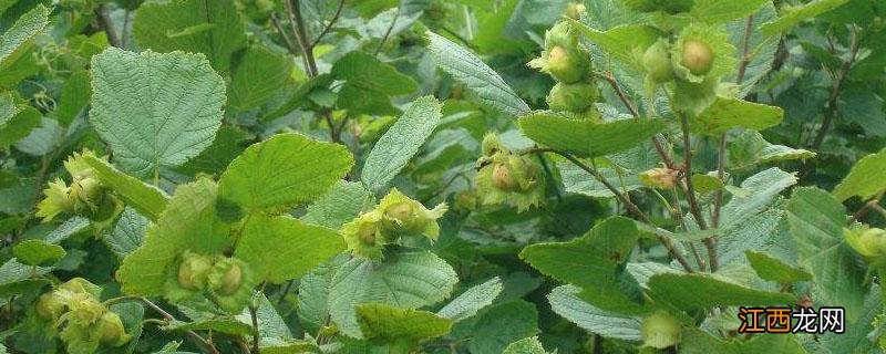 农杆菌转化法适用于什么植物,为什么 农杆菌转化法适用于什么植物