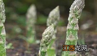 芦笋茎枯病的症状表现与预防、防治技术要点