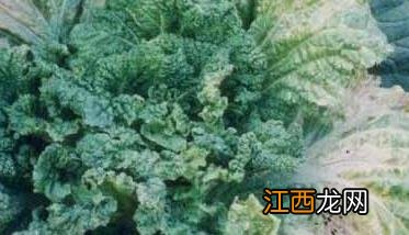 大白菜病毒病防治方法与技术要点图片 大白菜病毒病防治方法与技术要点