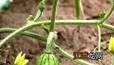 种植葫芦不同生长阶段的管理重点是什么？