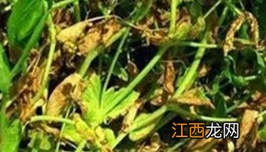 豌豆芽枯病发病原因 豌豆芽枯病发病原因图片