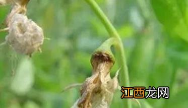 豌豆芽枯病发病原因 豌豆芽枯病发病原因图片