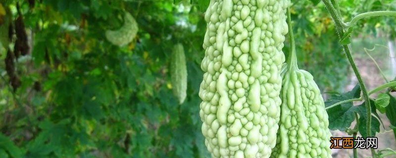 苦瓜蔓枯病怎样治疗 苦瓜细菌性蔓枯病特效药