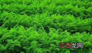 胡萝卜栽培管理技术要点 胡萝卜栽培管理