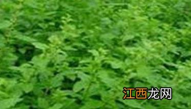 菜用枸杞年亩产量多少 菜用枸杞年亩产量多少斤合适