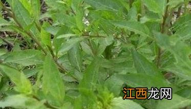 菜用枸杞年亩产量多少 菜用枸杞年亩产量多少斤合适