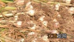 大蒜收获季节是什么时候 大蒜收成是几月份