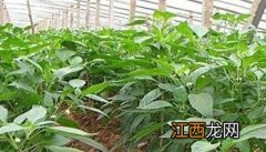 大棚青椒种植技术及其重要步骤 大棚青椒种植时间和方法