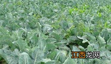 花椰菜施什么肥好呢 花椰菜施什么肥好