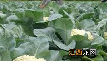 花椰菜施什么肥好呢 花椰菜施什么肥好