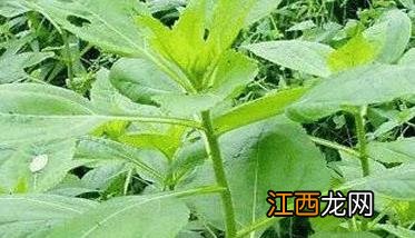 洋姜怎样种植技术 洋姜种植技术与主要步骤