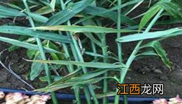 生姜的种植方法 生姜的种植方法及栽培技术