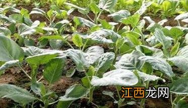 芥蓝种植时间 芥蓝种植时间和方法和注意事项