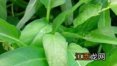 冬季大棚空心菜种植技术 空心菜大棚种植技术