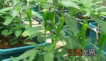 盆栽辣椒怎么种 盆栽辣椒怎么种植和管理