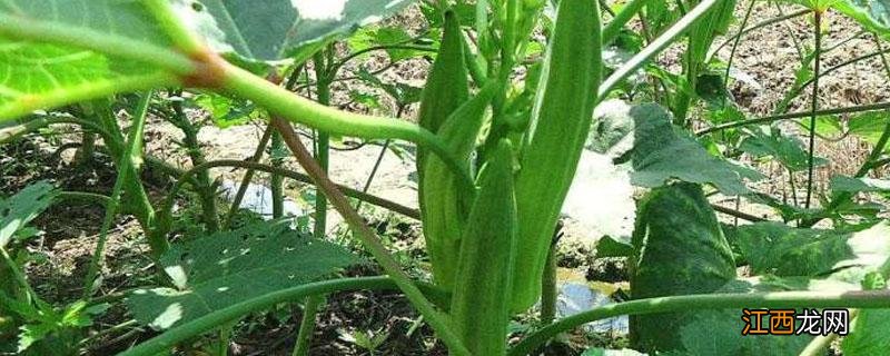 种植秋葵的行距和株距 秋葵 株距