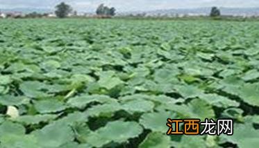 莲藕病虫害有哪些 莲藕病虫害有哪些症状