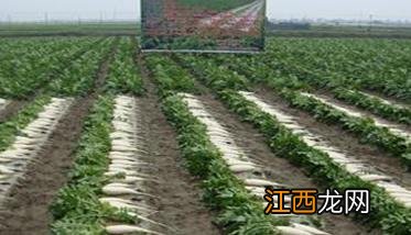 萝卜的施肥方法如下 萝卜施肥时间与方法