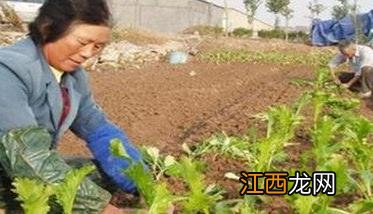 怎样种榨菜不空心 怎样种榨菜