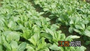 菜心栽培管理关键技术 菜心栽培管理关键技术要点