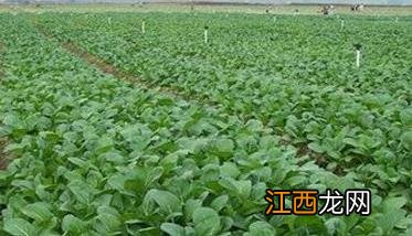 菜心栽培管理关键技术 菜心栽培管理关键技术要点