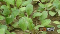 樱桃萝卜的种植方法和时间视频 樱桃萝卜的种植方法