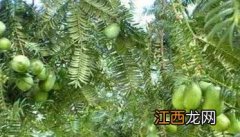 香榧的栽培技术 香榧种植条件及其施肥技术