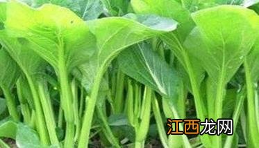 菜心的品种有哪些 菜心的品种有哪些名字