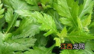 菊花脑的花 菊花脑是什么蔬菜