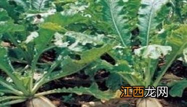 萝卜施肥用什么肥料 萝卜施什么肥料好