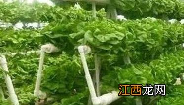 无土栽培有几种方法 无土栽培有几种方法?简单的方法有那些