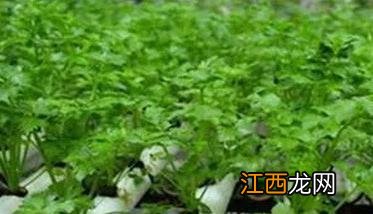 无土栽培有几种方法 无土栽培有几种方法?简单的方法有那些