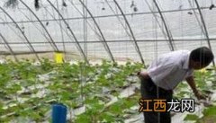 大棚蔬菜如何使用冲施肥，施用时要注意什么