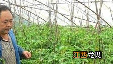 蔬菜如何喷施微肥 蔬菜微喷视频