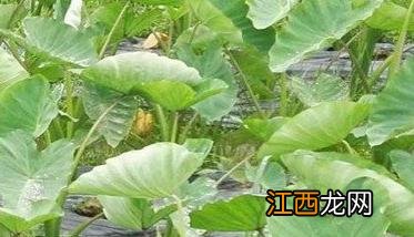 香芋的栽培和管理方法 香芋的栽培技术是什么