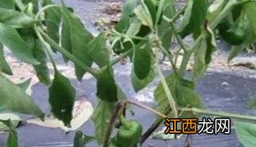 蔬菜疫病有哪些症状和表现 蔬菜疫病有哪些症状