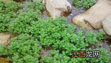 豆瓣菜种植方法 豆瓣菜种植方法视频