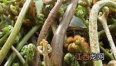 野生蕨菜有什么坏处 野菜中的蕨菜有营养吗？