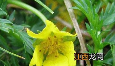 委陵菜的功效与作用 委陵菜怎么吃