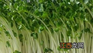 水栽培萝卜苗 萝卜苗水培种植方法