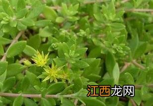 费菜如何盆栽 费菜如何栽培