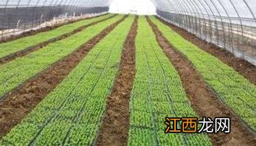 蔬菜大棚种植辣椒的技术管理 春季大棚辣椒种植技术与管理