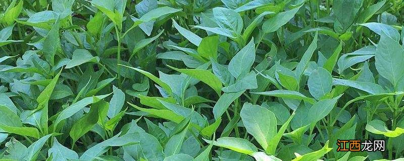 什么时候栽辣椒秧子 辣椒苗什么时候下种