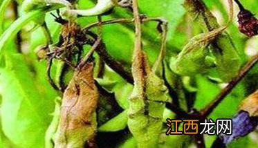 辣椒菌核病的症状、发病规律、防治方法