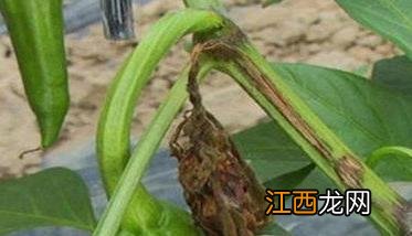 辣椒菌核病的症状、发病规律、防治方法