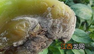 辣椒灰霉病的危害症状、发病规律与防治方法