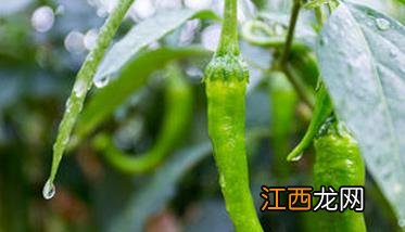 辣椒落花落果的原因及其防治方法图片 辣椒落花落果的原因及其防治方法