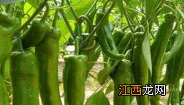 冬春辣椒什么时候播种好 冬春茬辣椒栽培技术要点，怎样管理?